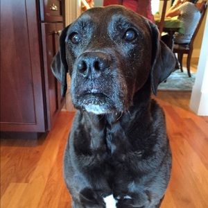 Meet your Posher, Alexa